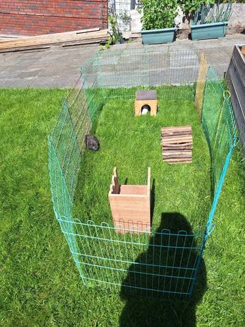 Cavia en konijnen opvang oppas beschikbaar voor biedingen