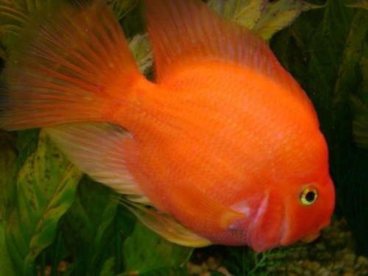 6x pappagaaicichlide gaan als groep weg, Dieren en Toebehoren, Vissen | Aquariumvissen, Zoetwatervis, Vis