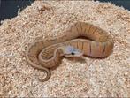1.0 Super pastel pinstripe DH Hypo Clown ball python regius, Slang, Tam, 0 tot 2 jaar