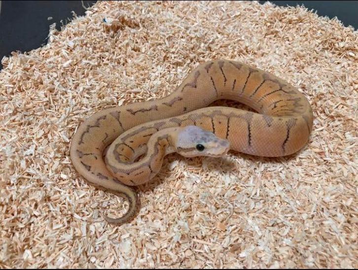 1.0 Super pastel pinstripe DH Hypo Clown ball python regius