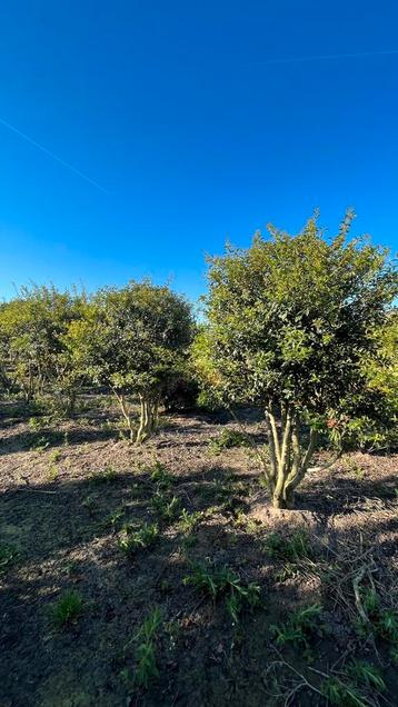 Meerstammige Osmanthus burkwoodii schijnhulst in maten beschikbaar voor biedingen