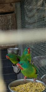 Gezocht 3 swiftparkiet poppen, Dieren en Toebehoren, Vogels | Parkieten en Papegaaien