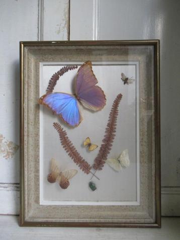 ~ prachtige oude Franse vlinder lijst, bricbracbrocante ~ beschikbaar voor biedingen