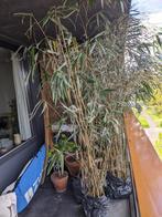 Bamboe (8 pollen), Tuin en Terras, Planten | Bomen, Overige soorten, 250 tot 400 cm, Bloeit niet, Ophalen