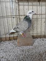 Kleurpostduiv dom. opal, Dieren en Toebehoren, Vogels | Duiven, Vrouwelijk, Postduif