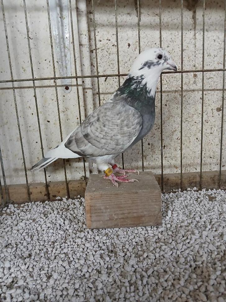 Kleurpostduiv dom. opal, Dieren en Toebehoren, Vogels | Duiven, Postduif, Vrouwelijk