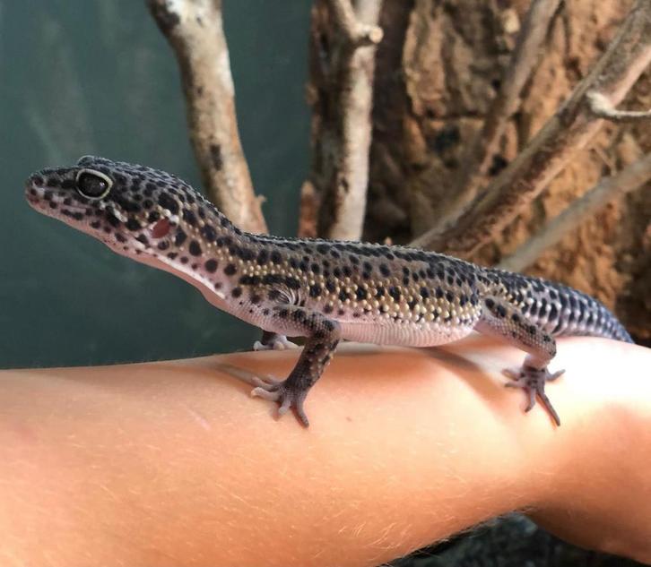 Luipaardgekko BN