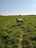 Grote swifter dekram. Ram. Bok. Schaap., Mannelijk, Schaap