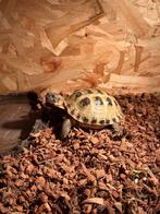 Mooie landschildpad 2001, Dieren en Toebehoren, Reptielen en Amfibieën, Schildpad