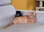 Gouden mandje  gezocht voor onze rode dame, Dieren en Toebehoren, Katten en Kittens | Raskatten | Korthaar, Poes