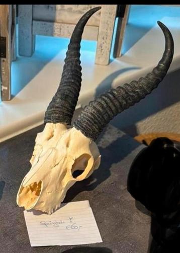 Springbok schedel / miuurhanger beschikbaar voor biedingen