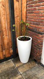 Grote bloem pot, Tuin en Terras, Kunststof, Gebruikt, Minder dan 60 cm, Ophalen of Verzenden