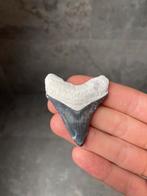 Bone valley megalodon haaientand 5.7 centimeter, Verzamelen, Mineralen en Fossielen, Ophalen of Verzenden, Fossiel