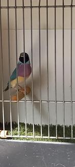 gouldamadine,s, Dieren en Toebehoren, Meerdere dieren, Tropenvogel, Geringd