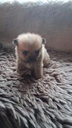 Prachtige pomchi pups pomchi x pomeriaan, Dieren en Toebehoren, Overige rassen, 8 tot 15 weken, Meerdere, Meerdere dieren