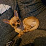 Te koop lieve Chihuahua, Dieren en Toebehoren, Honden | Chihuahua's en Gezelschapshonden, 15 weken tot 1 jaar, Reu, Eén hond, Chihuahua
