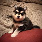 F3 Pomsky pups (mini-husky), Dieren en Toebehoren, België, Fokker | Hobbymatig, Rabiës (hondsdolheid), Overige rassen