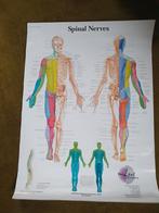 Anatomische Poster Zenuwstelsel (2 stuks), Ophalen of Verzenden