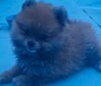 Mini pomeriaan pups, Dieren en Toebehoren, Particulier, Rabiës (hondsdolheid), 15 weken tot 1 jaar, Overige rassen