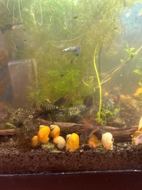Corydora Orange Venezuela, Dieren en Toebehoren, Vissen | Aquariumvissen, Zoetwatervis, Kreeft, Krab of Garnaal, Schoolvis