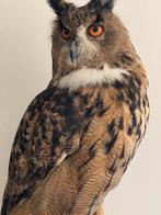Prachtige Europese oehoe (Bubo bubo) - recent geprepareerd, Verzamelen, Ophalen, Nieuw, Vogel, Opgezet dier
