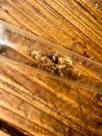 Camponotus nicobarensis mieren kolonie, Dieren en Toebehoren, Insecten en Spinnen, Bijen
