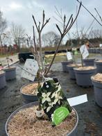 Cornus kousa 'Cherokee' in 4L pot - Witte bloemen, Overige soorten, Lente, Minder dan 100 cm, Ophalen