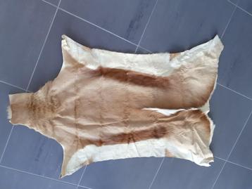 Springbok/kleine antilopenhuid. beschikbaar voor biedingen