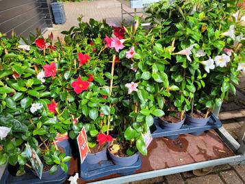Perkplanten,  Mandevilla of Toscaanse  Jasmijn beschikbaar voor biedingen