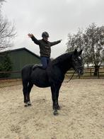 Mega lieve betrouwbare ruin, E pony (1.48m - 1.57m), B, Ruin, 3 tot 6 jaar