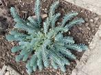 Wolfsmelk cq Euphorbia, Tuin en Terras, Planten | Tuinplanten, Ophalen of Verzenden, Zomer, Overige soorten, Volle zon