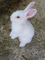 2 prachtige witte konijntjes met blauwe ogen, 9 weken oud, Meerdere dieren, Klein, 0 tot 2 jaar