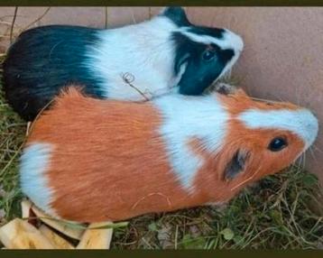 super knappe jonge cavia man - schitterend oranje wit bont ! beschikbaar voor biedingen