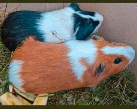super knappe jonge cavia man - schitterend oranje wit bont !, Dieren en Toebehoren, Knaagdieren, Mannelijk, Cavia, Maart, Tam