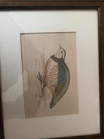 Prent: Grote Mantelmeeuw & Barbarijse Patrijs - 30x25 cm, Antiek en Kunst, Ophalen