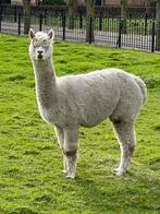 Te koop drachtige alpaca, Dieren en Toebehoren, Overige Dieren, Meerdere dieren, Alpaca