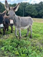 lieve jonge poitou kruising ezel merrie, Dieren en Toebehoren, Augustus, Vrouwelijk