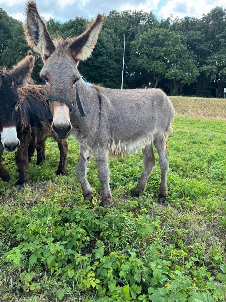 lieve jonge poitou kruising ezel merrie, Dieren en Toebehoren, Overige Dieren, Vrouwelijk, Augustus