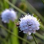 Succisella inflexa Frosted pearles, Blauwe knoop, Ophalen, Zomer, Vaste plant