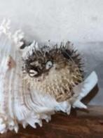 Kleine opgezette egelvis porcupine kogelvis taxidery, Nieuw, Ophalen of Verzenden