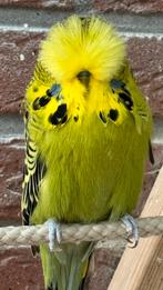 Mooie engelse grasparkieten 2025, Dieren en Toebehoren, Vogels | Parkieten en Papegaaien, Mannelijk, Parkiet