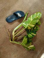 Epipremnum aureum geworteld, Overige soorten, Minder dan 100 cm, Groene kamerplant, Halfschaduw