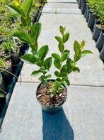Liguster haagplanten P9, Tuin en Terras, Volle zon, Vaste plant, Siergrassen, Ophalen of Verzenden