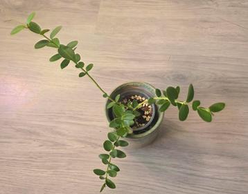 Hoya cummingiana.   beschikbaar voor biedingen