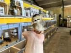 Mooie jonge Araucana kuikens gesekst en ingeënt