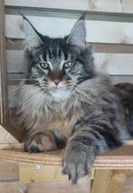 Maine coon poes met stamboom Russische lijn, Poes, Gechipt, 0 tot 2 jaar