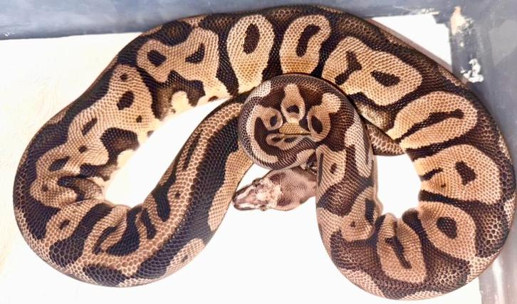 0.1 Microscale Pastel Leopard 100% het. Candy ph. Pied/Clown