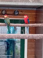 Te koop een ovj Stanley rossella man, Dieren en Toebehoren, Vogels | Parkieten en Papegaaien, Mannelijk, Parkiet, Geringd