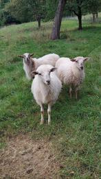 Koppel schapen, Dieren en Toebehoren, Schapen, Geiten en Varkens, Meerdere dieren, Schaap