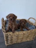Schattige Rode Toy Poedel Puppy’s Chineese bloedlijn, Dieren en Toebehoren, Poedel, 8 tot 15 weken, Meerdere, Meerdere dieren
